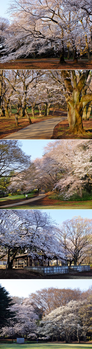砧公園　桜