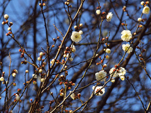 砧公園の梅開花