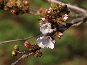 桜開花