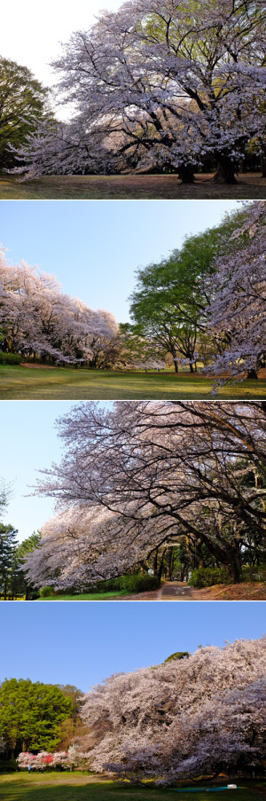 砧公園桜