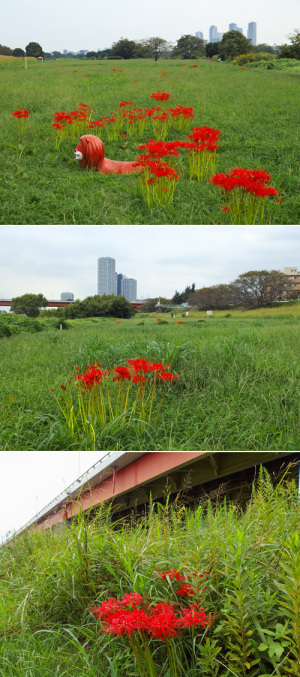 多摩川 彼岸花