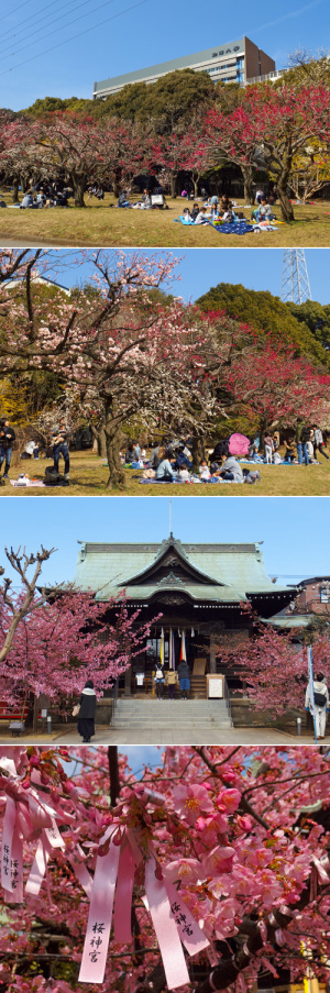 駒沢公園-桜神宮