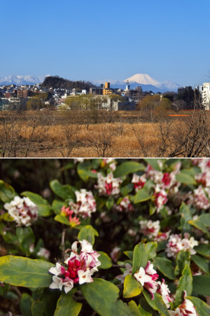 多摩川