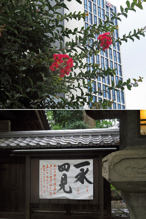 百日紅