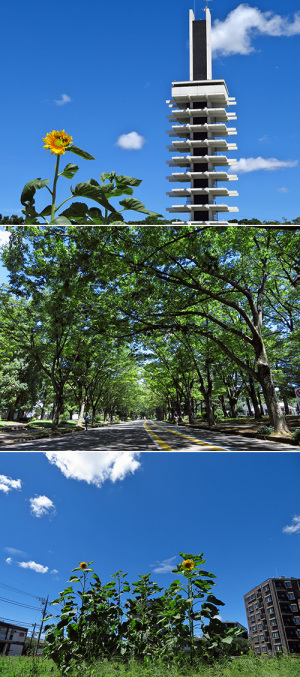 駒沢公園
