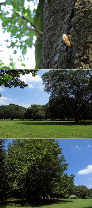 砧公園