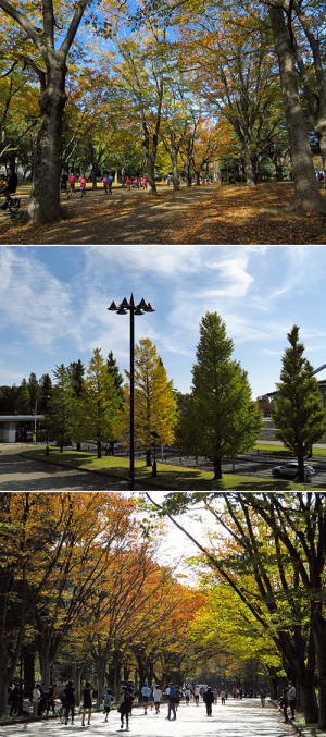 駒沢公園